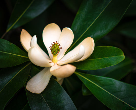 Magnolia In Bloom